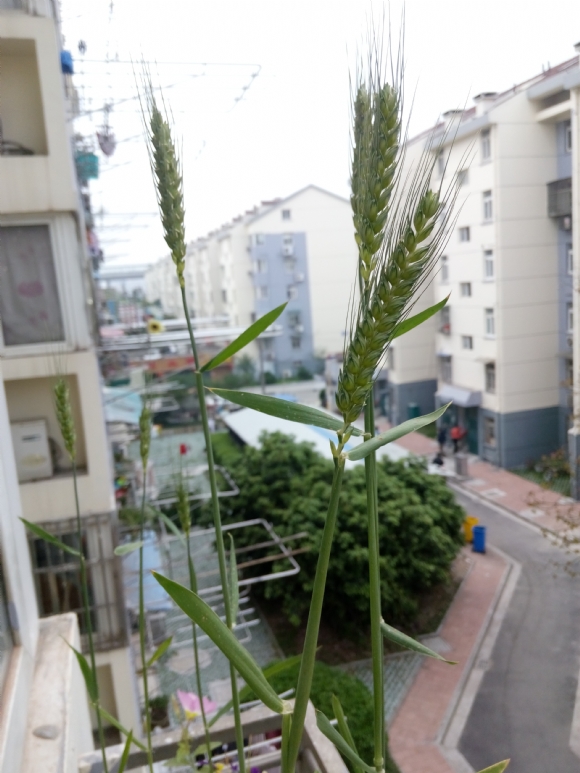 IMG_20150424_070953.jpg