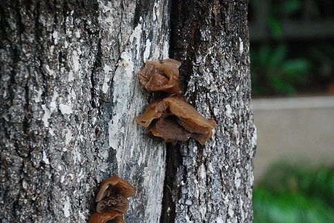 DSC_0501.JPG