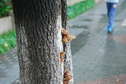 DSC_0518.JPG