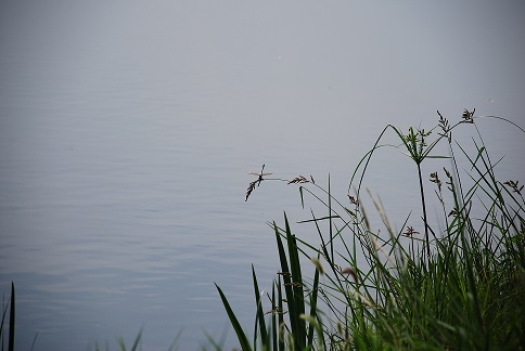 DSC_0293.JPG