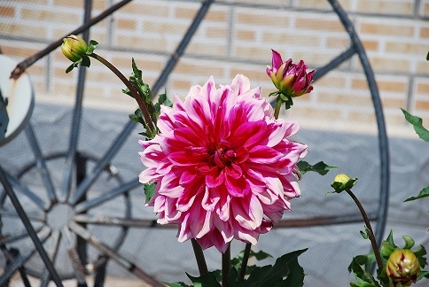 DSC_0588.JPG