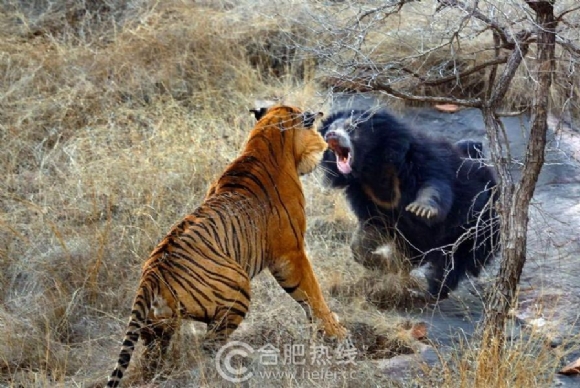 和老虎搏斗的熊.jpg