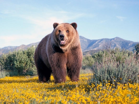 棕熊1.jpg