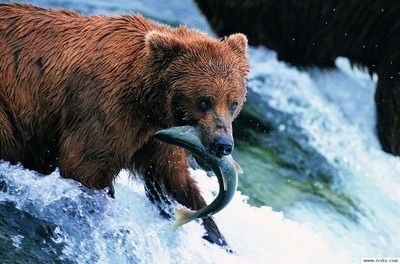 抓鱼的熊.jpg