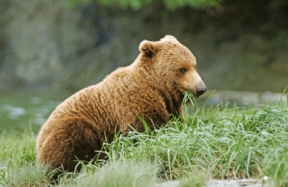 幼年棕熊.jpg